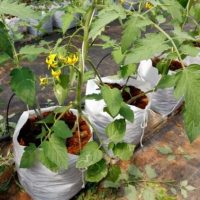 cropped-How-to-grow-tomatoes-in-grow-bags-guide.jpg