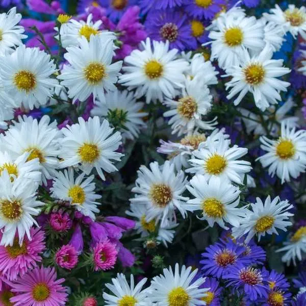 Aster