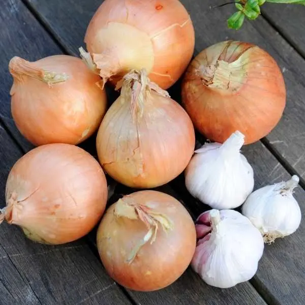 Onion and garlic are examples of a bulb
