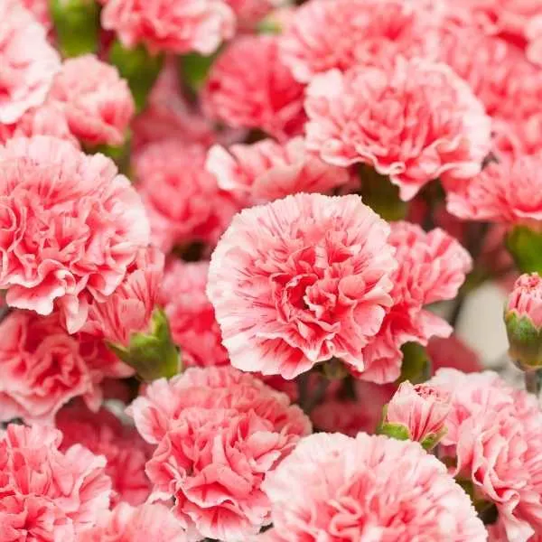 Carnations