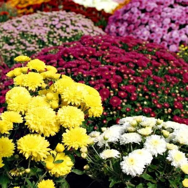 Chrysanthemum