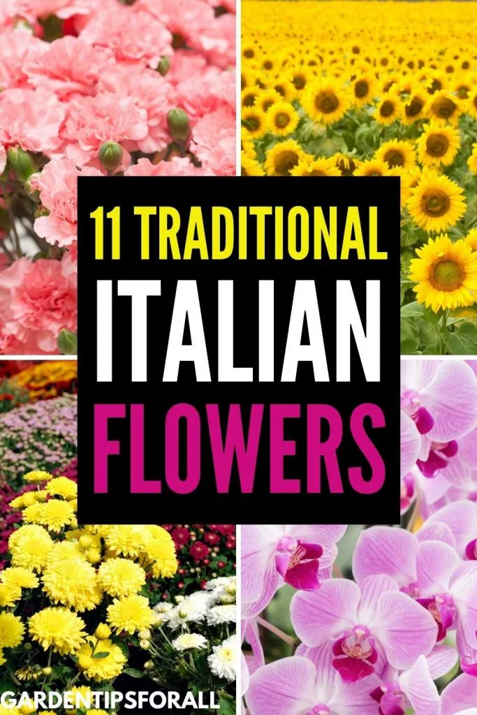 Popular flowers in Italy