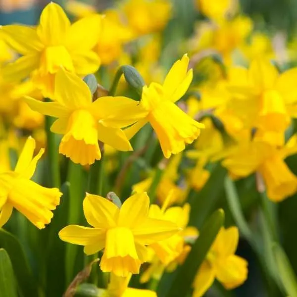 Daffodils