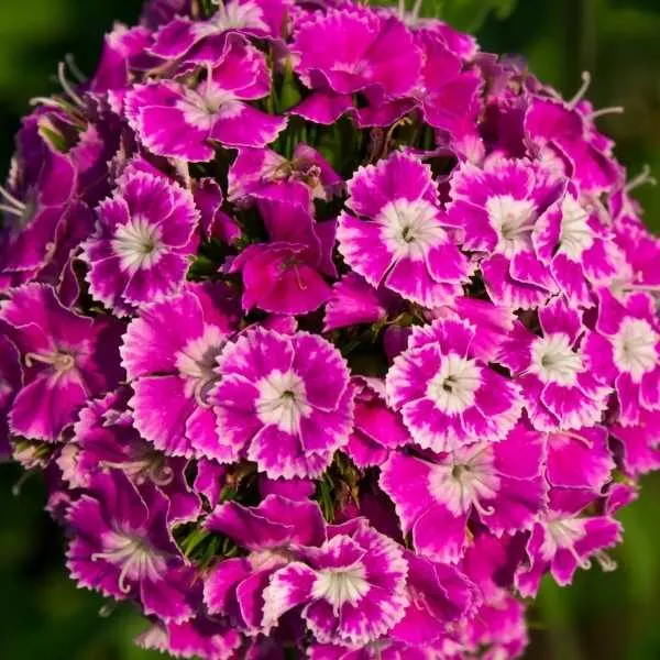 Dianthus