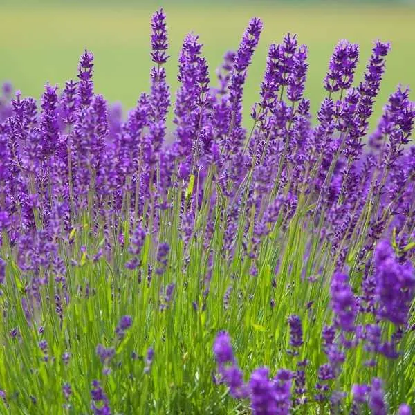 English lavender