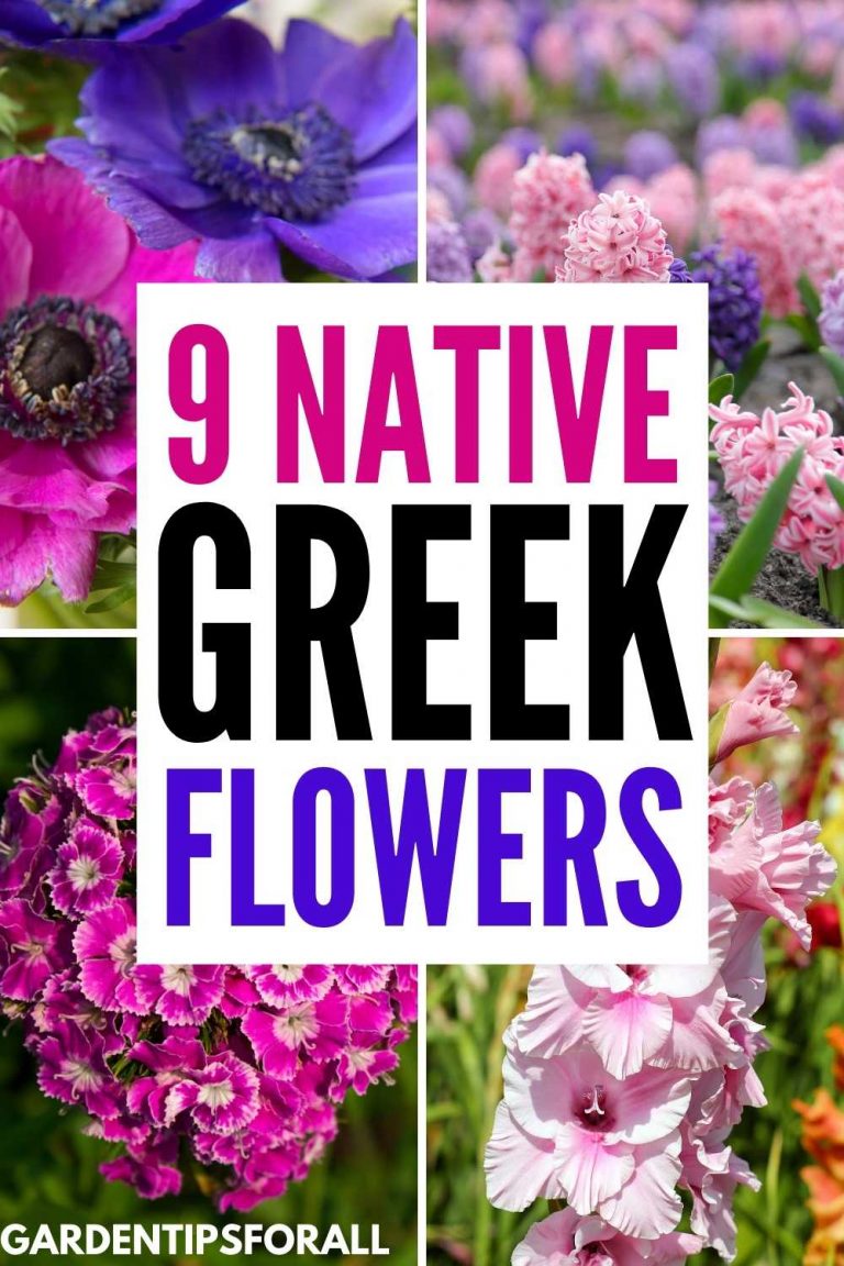 9 Native Greek Flowers and the Myths Behind Them