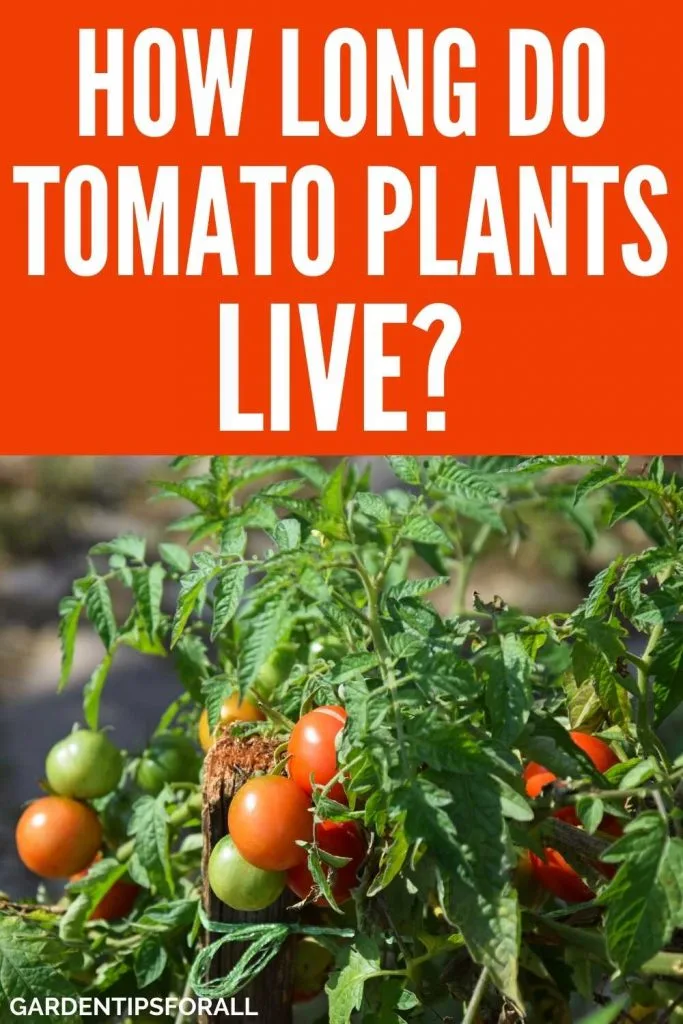 How long does a tomato plant live