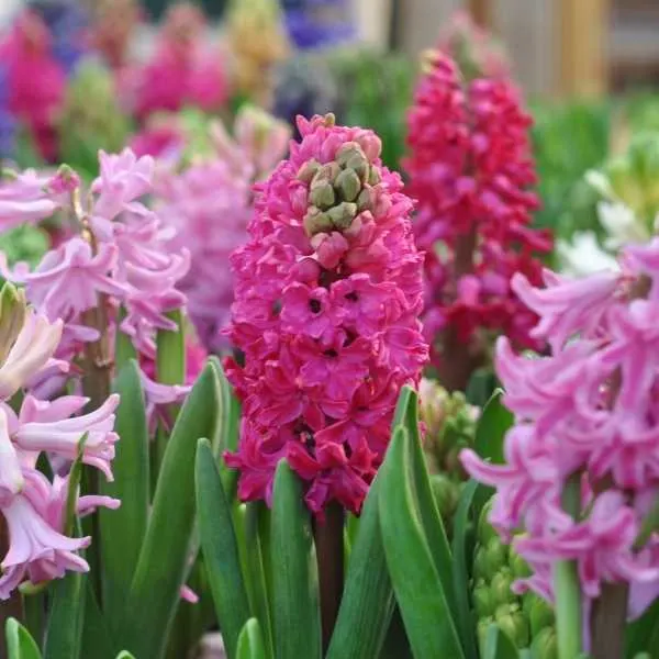 Hyacinth