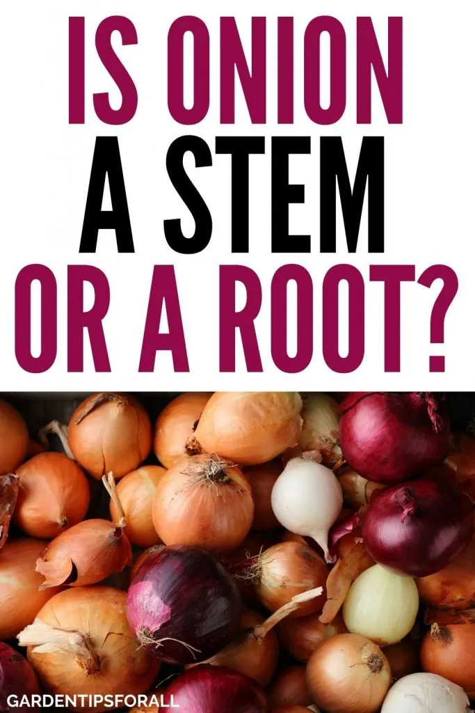 Is onion a root or a stem