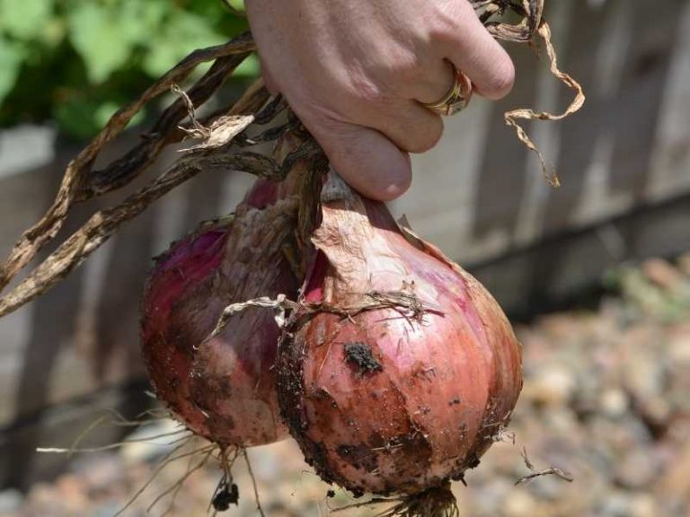Is Onion A Stem or A Root? The Answer is Finally Revealed