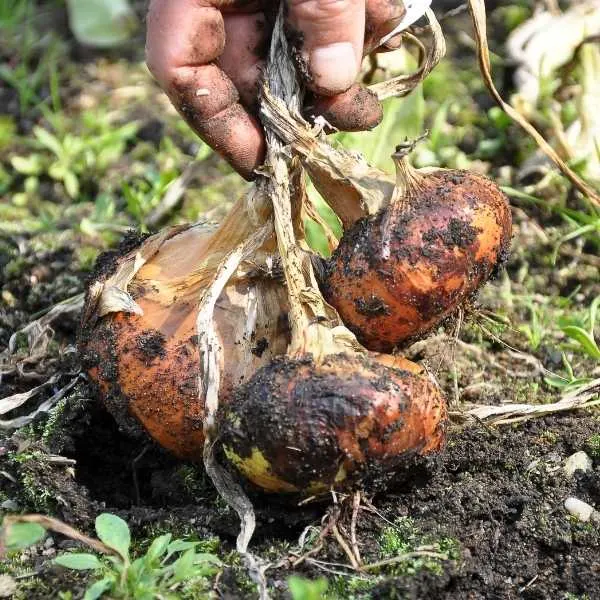 A farmer harvesting mature onions