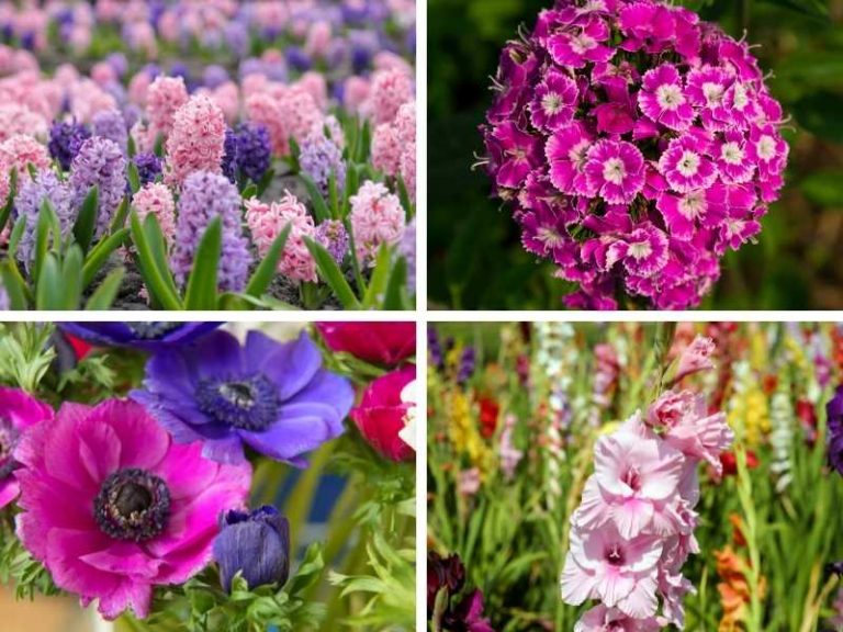 9 Native Greek Flowers and the Myths Behind Them