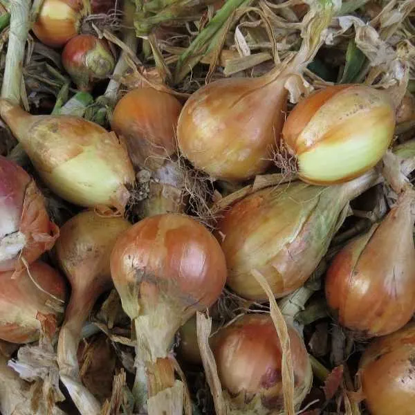 Onion bulbs