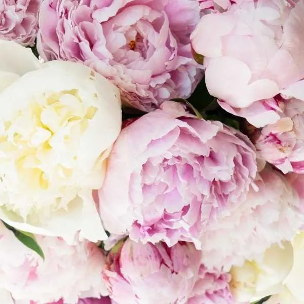 Peonies