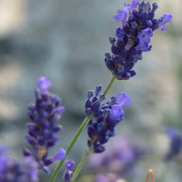 Portuguese lavender