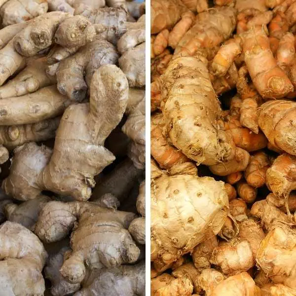Ginger and turmeric are rhizomes