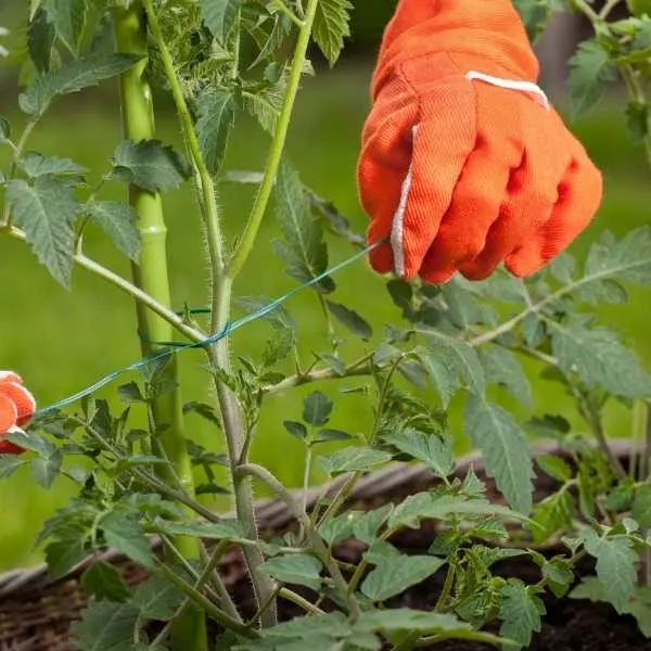 A gardener staking a growing tomato plant