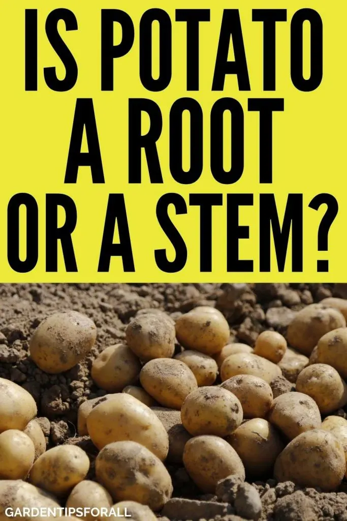 Is potato a stem or a root