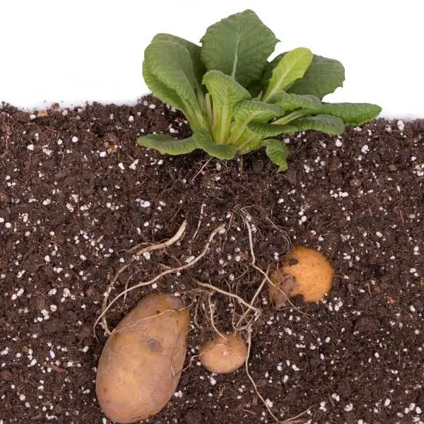Potato tubers growing underground