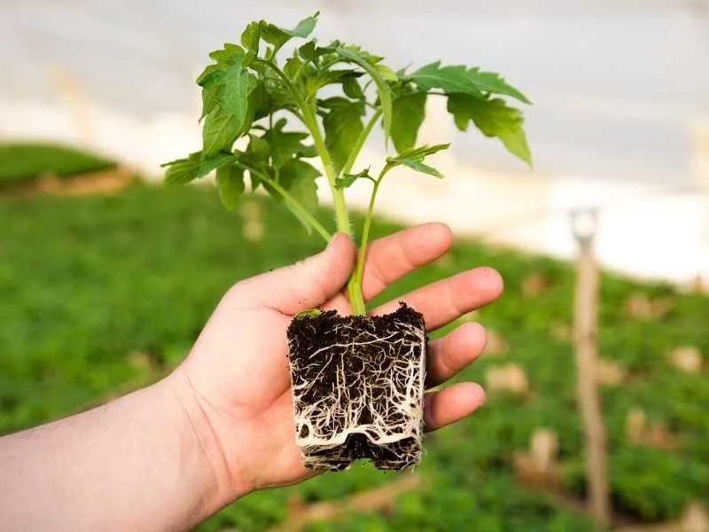 Root system of a tomato plant