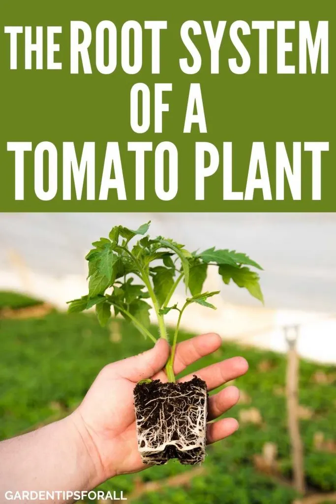 Root system of tomato plant