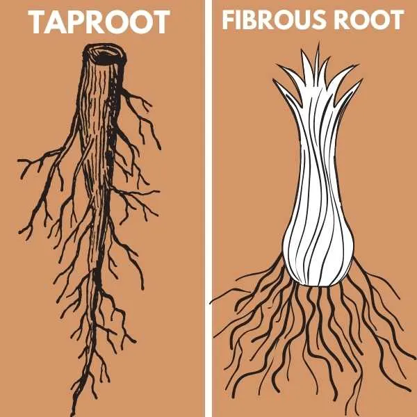 Taproot and fibrous root systems