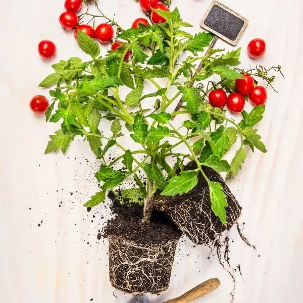 Tomato plant root configuration