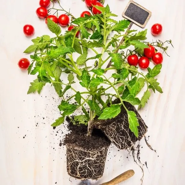 The Root System of a Tomato Plant - Everything You Need to Know!