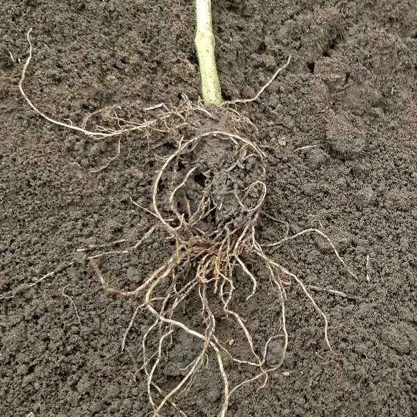 Tomato root