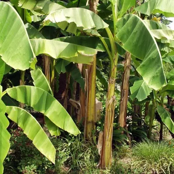 Banana tree