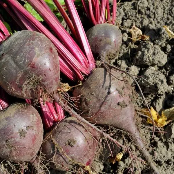 Beetroot