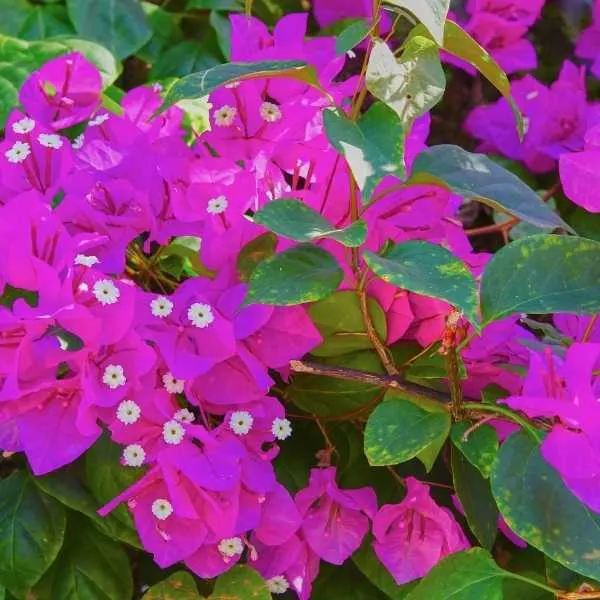 Bougainvillaea