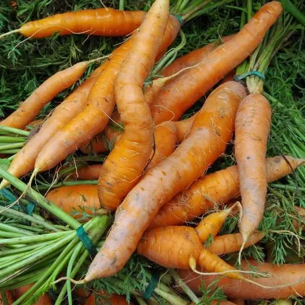 Different sizes and shapes of carrot roots