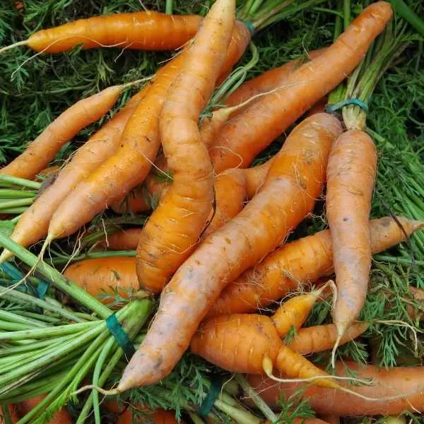 Is Carrot a Taproot or Fibrous Root? All You Need to Know