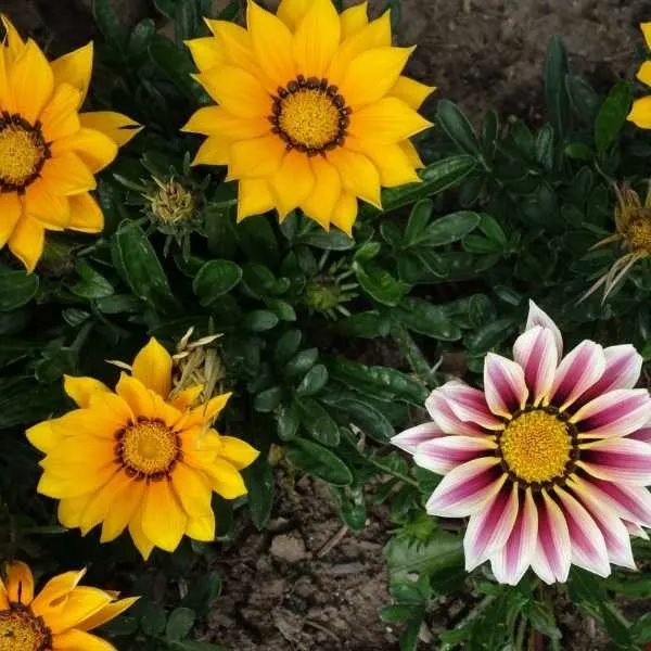 Gazania Flowers