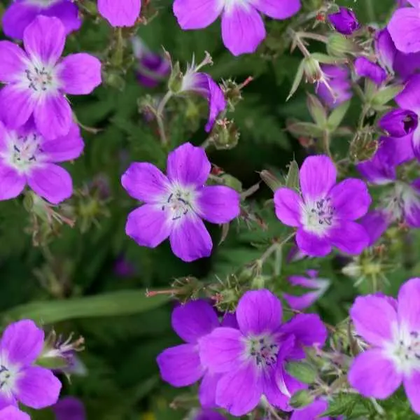 Geraniums