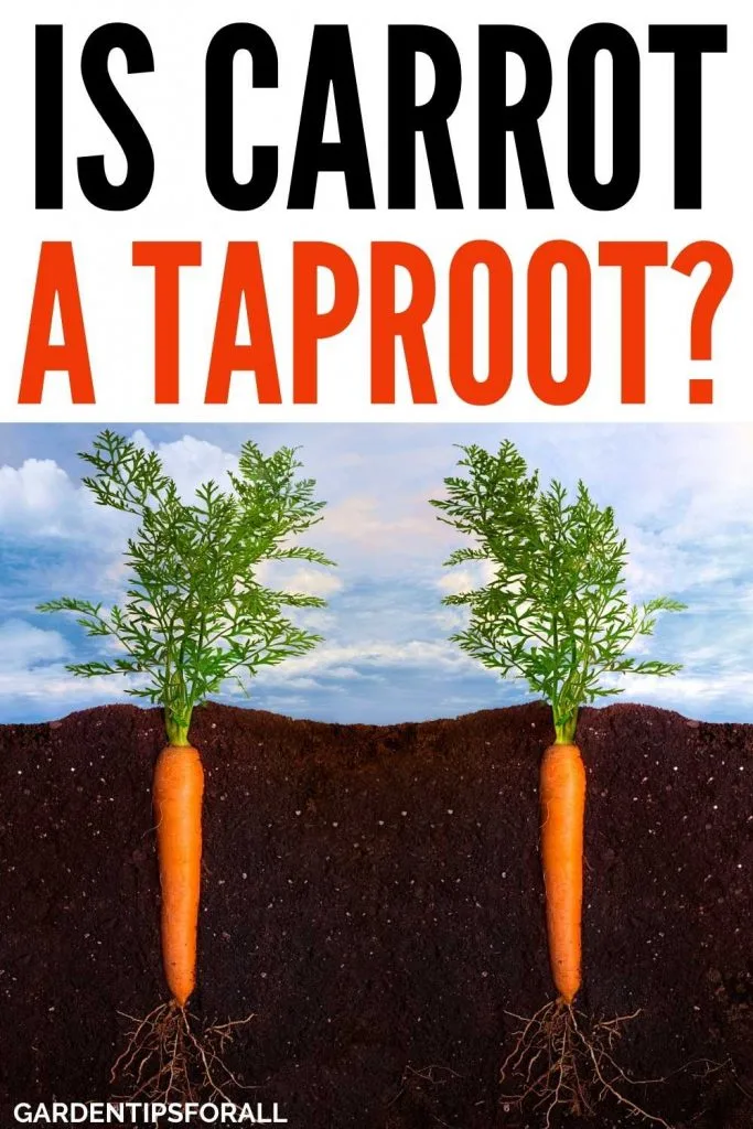 Is carrot a fibrous root or taproot
