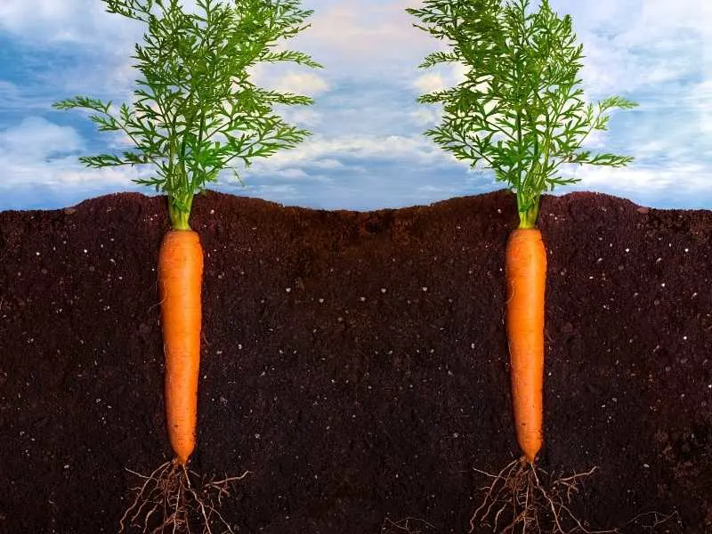 Is carrot a taproot or fibrous root