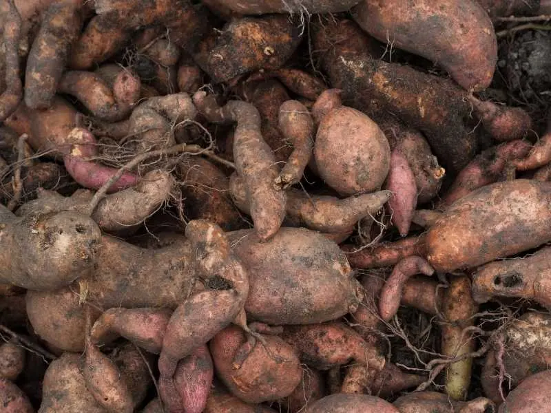 Is sweet potato a taproot or fibrous root