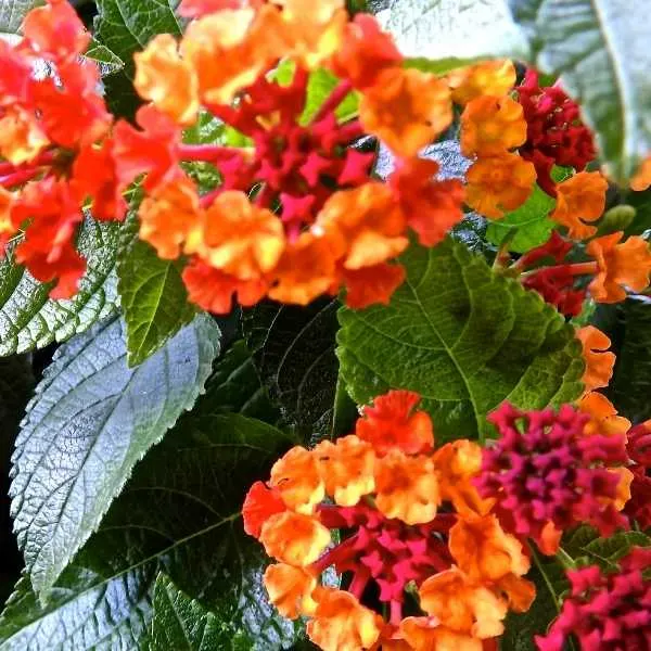 Lantana