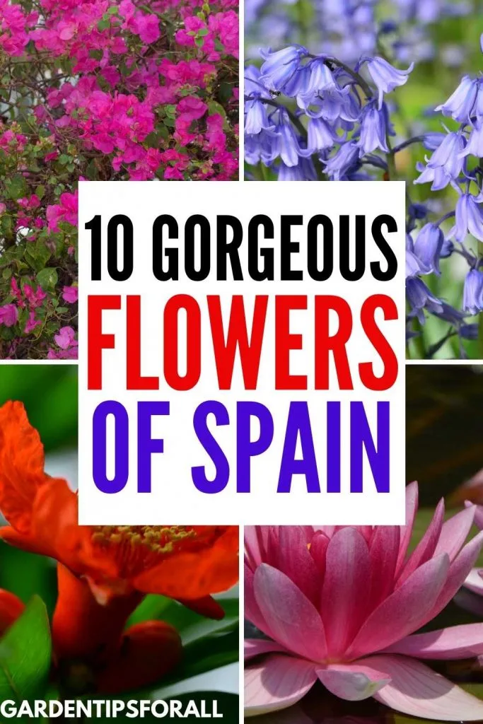Native Spanish flowers