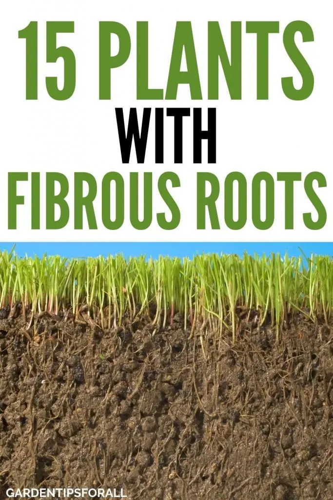 Plants with fibrous root system