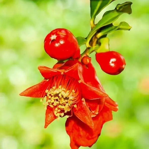 Pomegranate flower