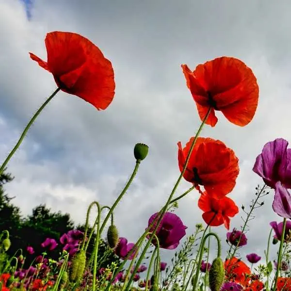 Poppy flowers