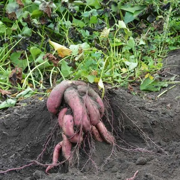 Potato is a modified fibrous root
