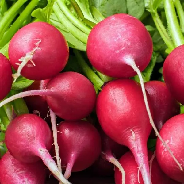 Radish