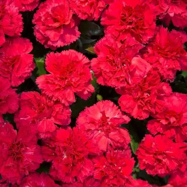 Red carnation