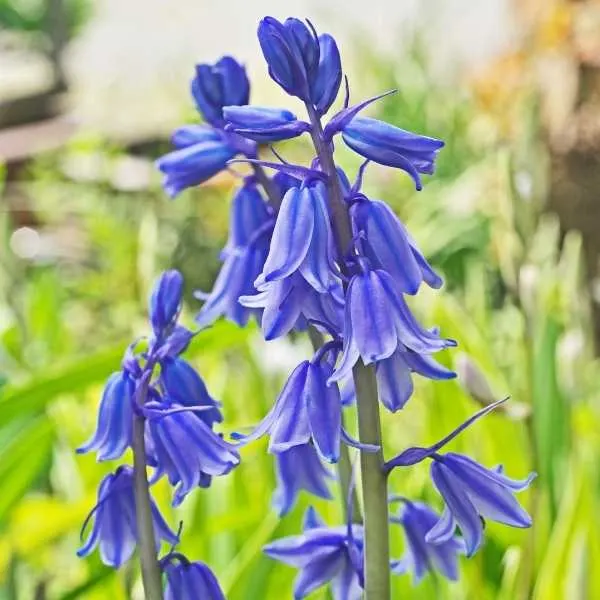 Spanish bluebells