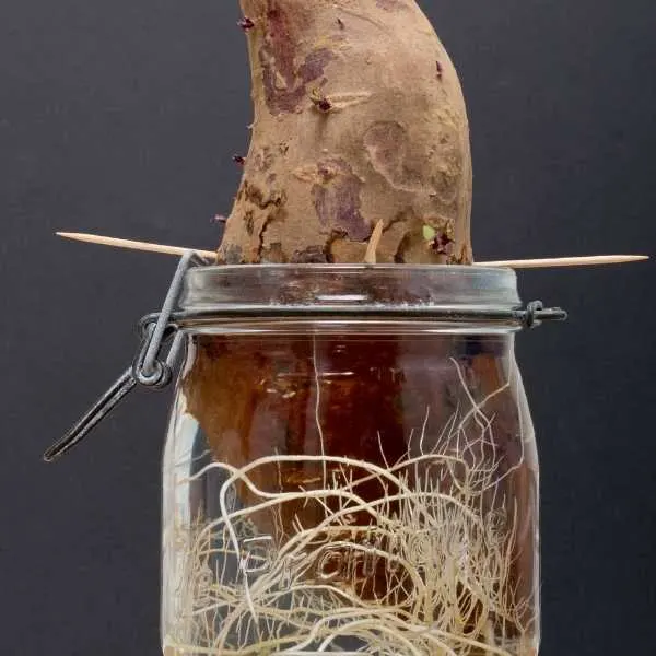 Sweet potato with fibrous roots in a jar