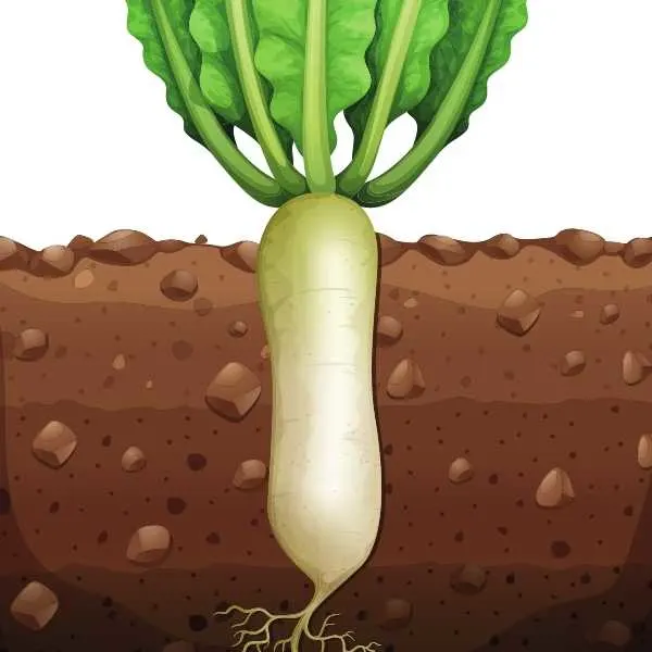 Is Carrot a Taproot or Fibrous Root? All You Need to Know